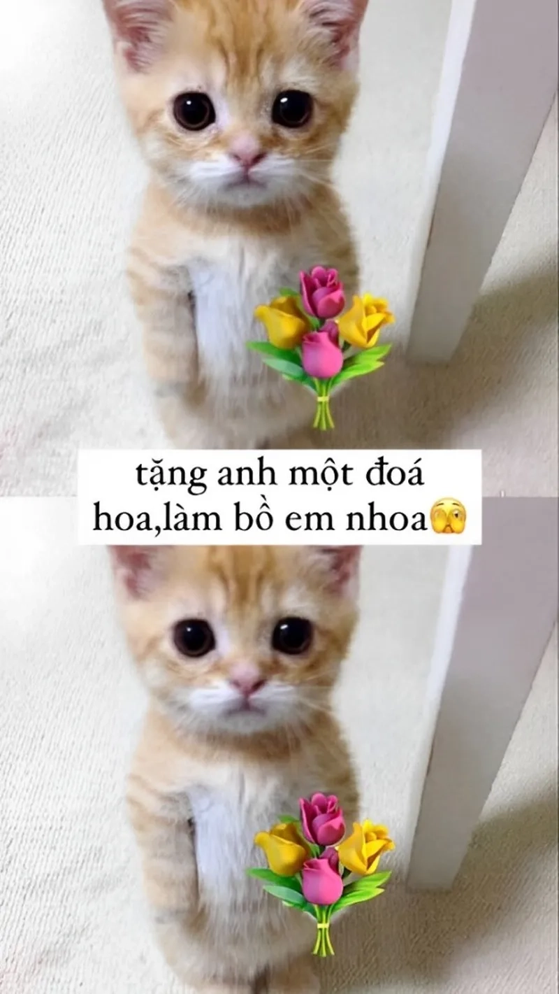Với meme tặng hoa dễ thương, bạn sẽ khiến người nhận cảm thấy vui vẻ và hạnh phúc.