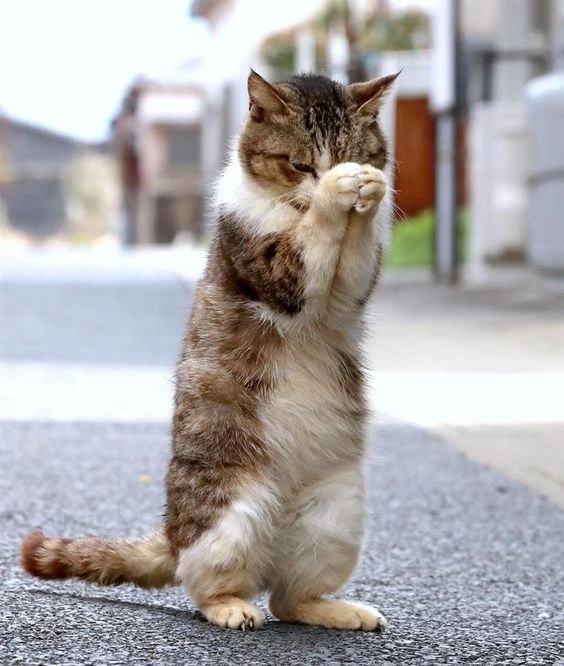Thể hiện sự ngao ngán với bất kỳ tình huống nào qua meme lạy mày.