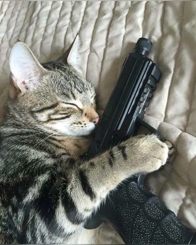 Một bức ảnh meme mèo cute trái tim sẽ khiến ngày của bạn trở nên ngọt ngào hơn.