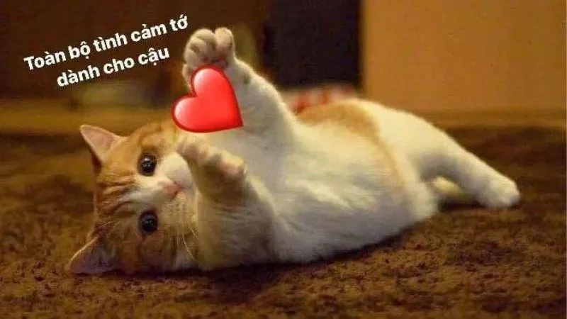 Hài hước nhưng đầy ý nghĩa, meme về tình yêu giúp bạn lan tỏa cảm xúc tích cực.