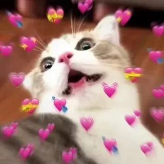 Hài hước và đáng yêu, cute meme tình yêu sẽ làm bạn tan chảy
