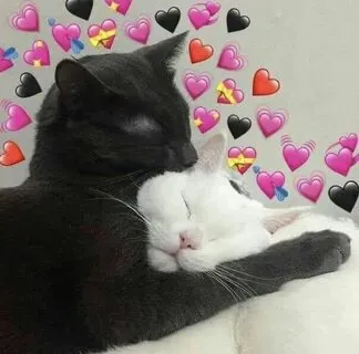 Meme tình yêu cute là cách hoàn hảo để gửi lời yêu thương ngộ nghĩnh