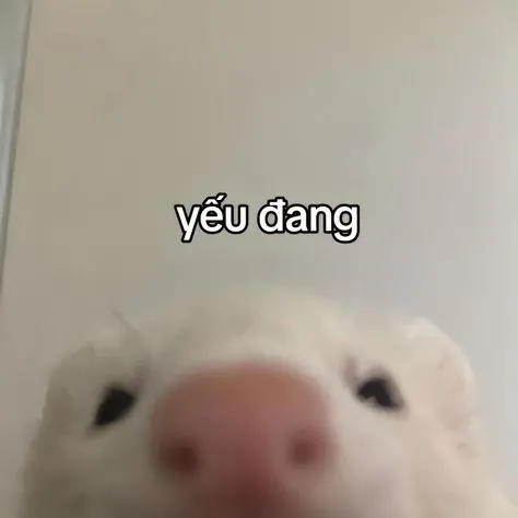 Sự dễ thương trong meme em bé có chữ sẽ làm bạn bật cười