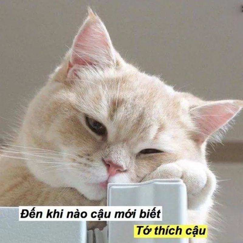 Ảnh meme mèo mang đến thông điệp tình yêu qua cách dễ thương nhất.