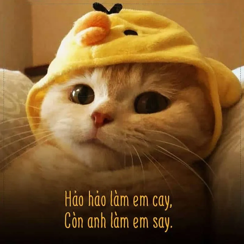 Những chú mèo dễ thương tặng hoa chính là “cầu nối” cho tình yêu của bạn.