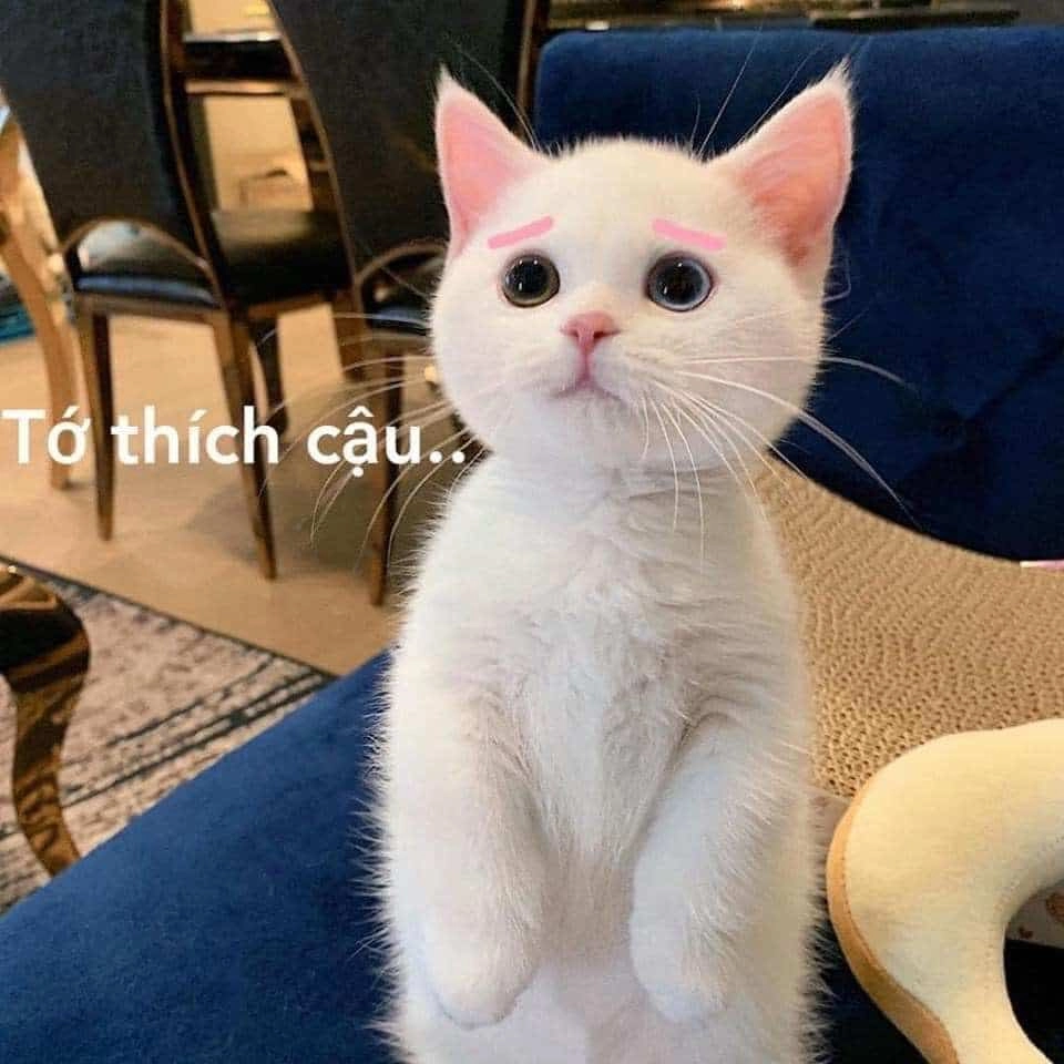 “Mãi yêu” không chỉ là lời nói mà còn là thông điệp qua từng meme dễ thương.