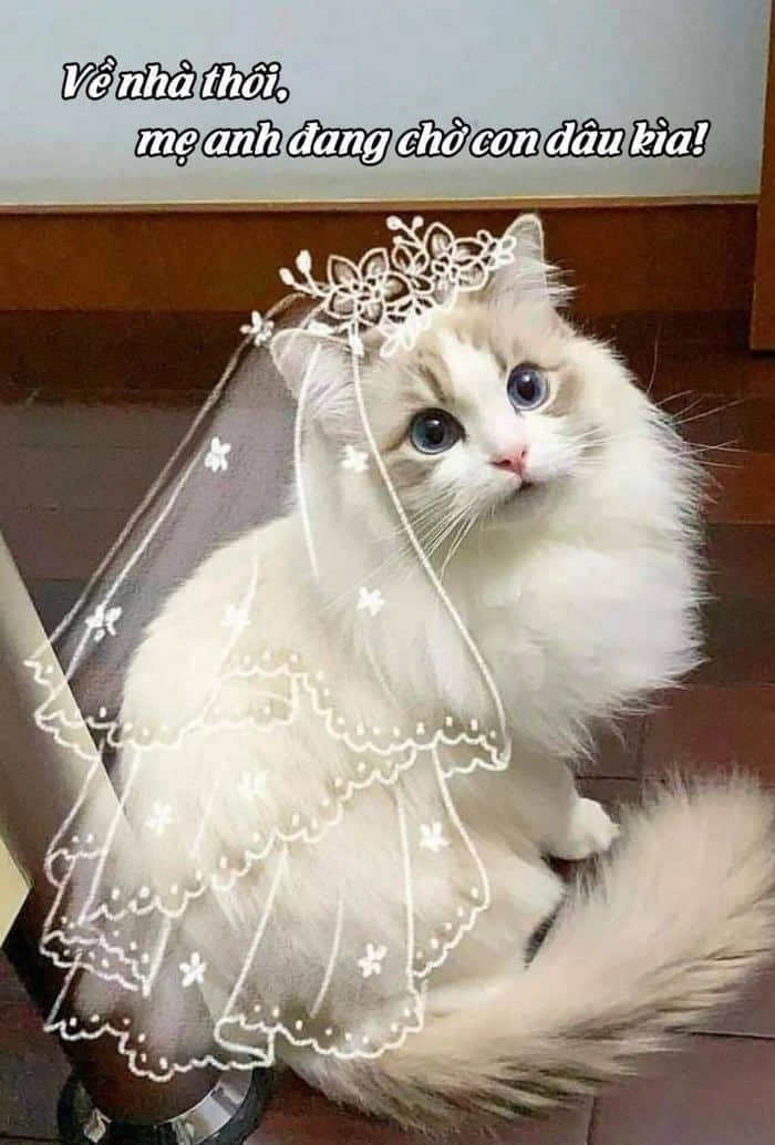 Thể hiện tình cảm đáng yêu dành cho “cậu” với những meme gần gũi và sáng tạo.