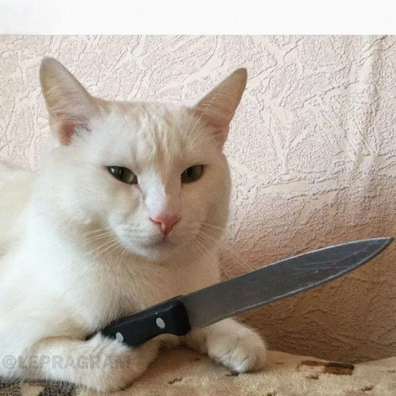 Khám phá ngay những meme mèo tức, biểu cảm vừa đáng yêu vừa hài hước.