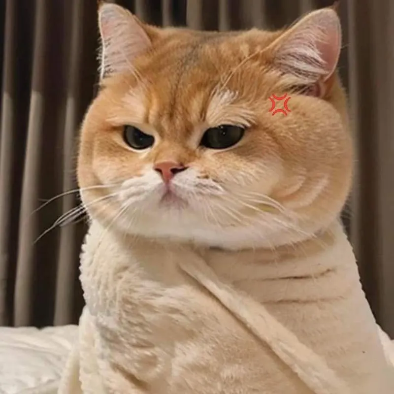 Mèo tức giận meme là cách hoàn hảo để thể hiện sự bực bội một cách hài hước.