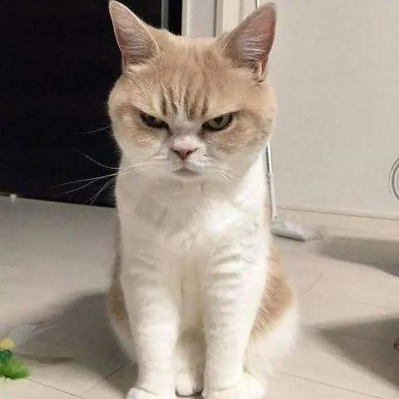 Meme mèo giận dỗi dễ thương này chắc chắn sẽ làm bạn phải bật cười ngay lập tức.