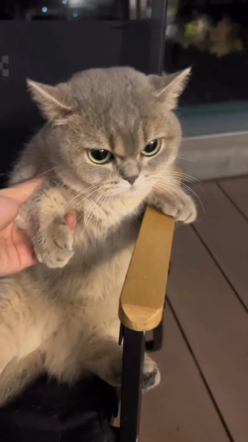 Meme mèo giận dỗi khiến bạn không thể bỏ qua vì sự dễ thương trong những khoảnh khắc giận dữ.