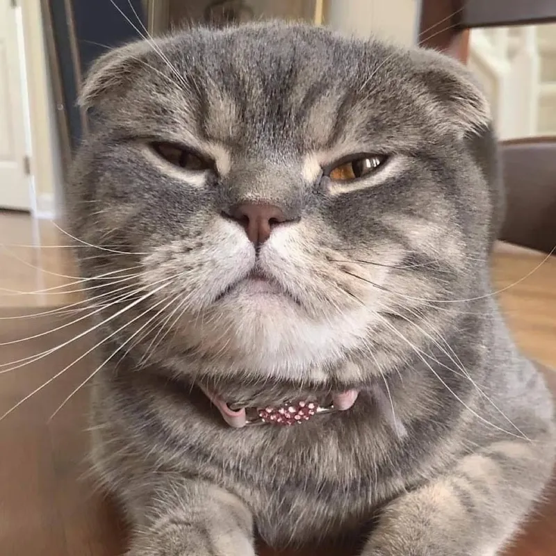 Meme giận dữ tạo nên những khoảnh khắc hài hước đầy sự căng thẳng.