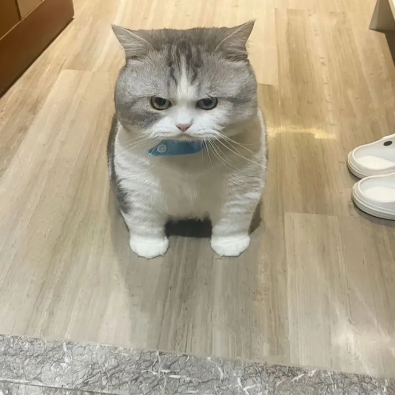 Meme tức giận cute mang đến những hình ảnh giận dữ nhưng dễ thương khiến bạn phải yêu thích.
