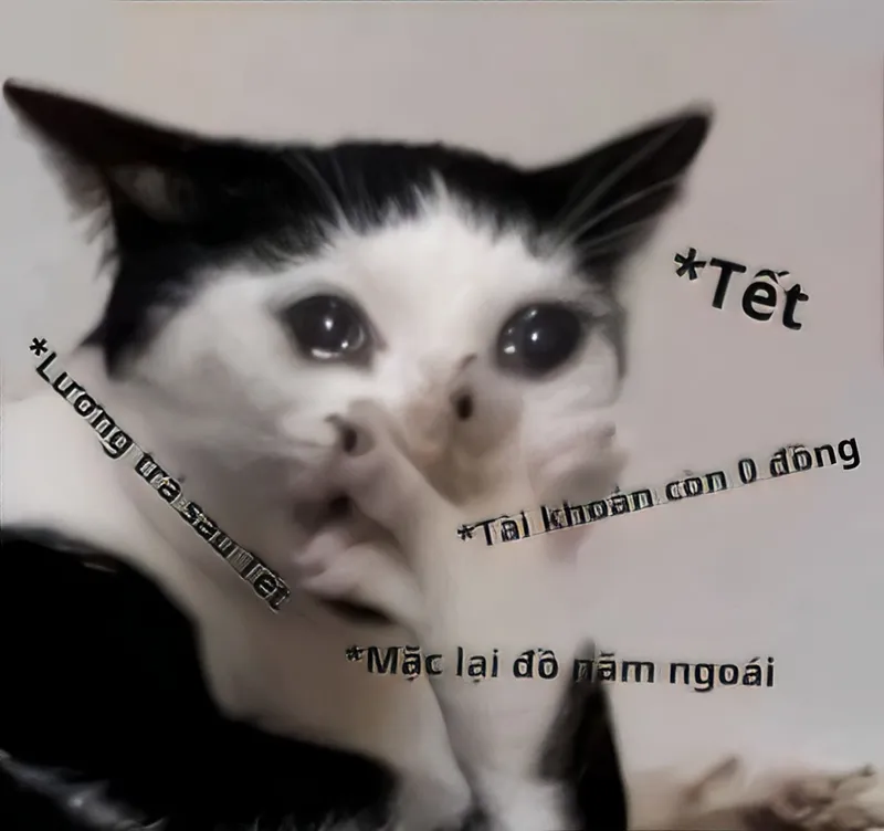 Ảnh meme cho tiền cực kỳ thú vị, khiến bạn bật cười khi thấy người khác đưa tiền cho nhau.