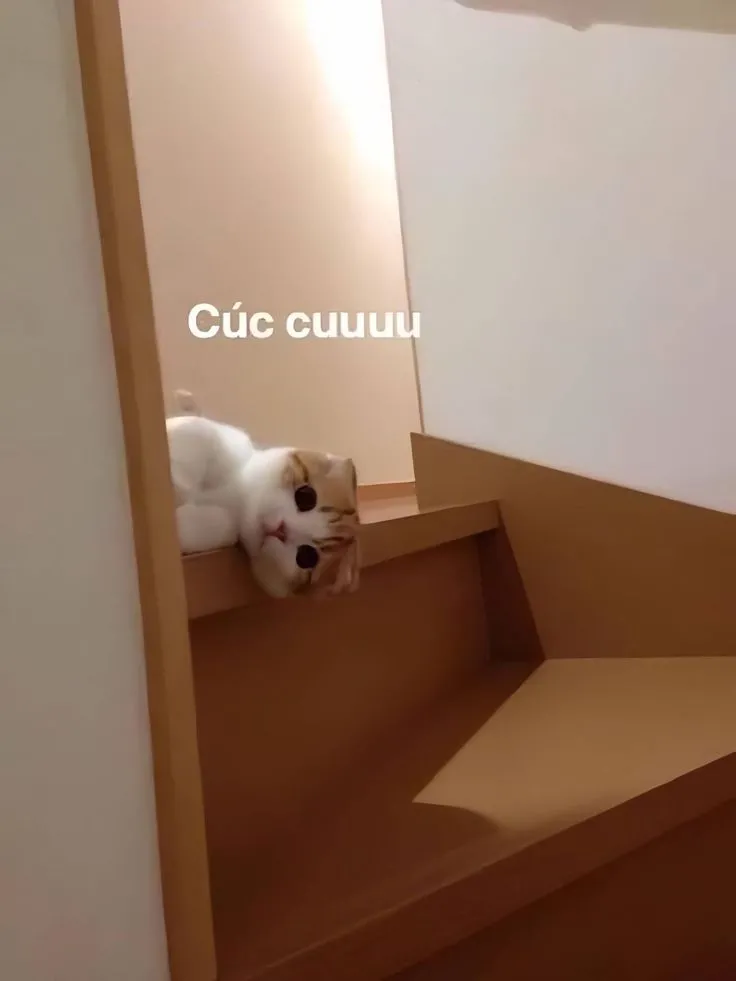 Thêm chút muối vào cuộc sống với meme hài xin chào cực thú vị