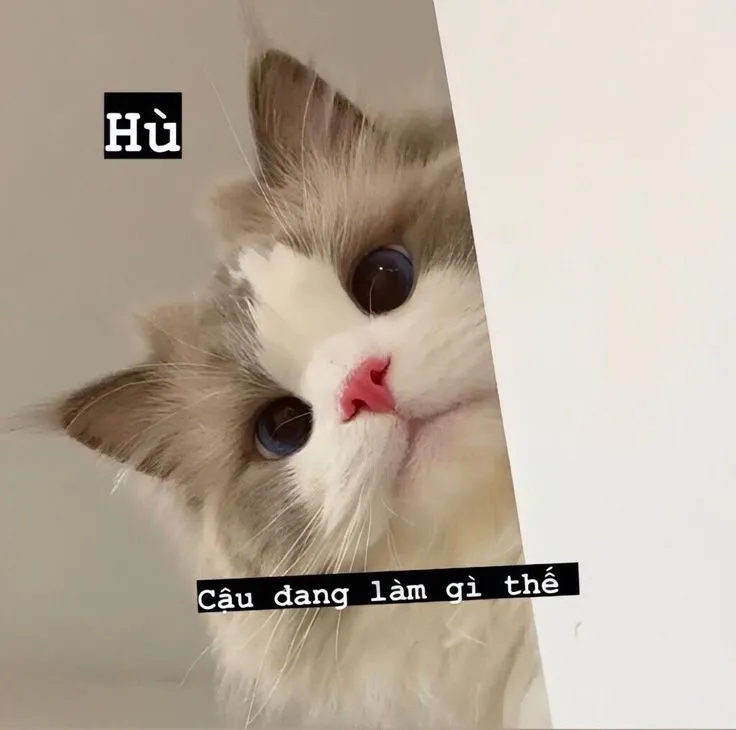 Hello bạn! Meme xin chào này chắc chắn sẽ khiến bạn thích thú không ngừng