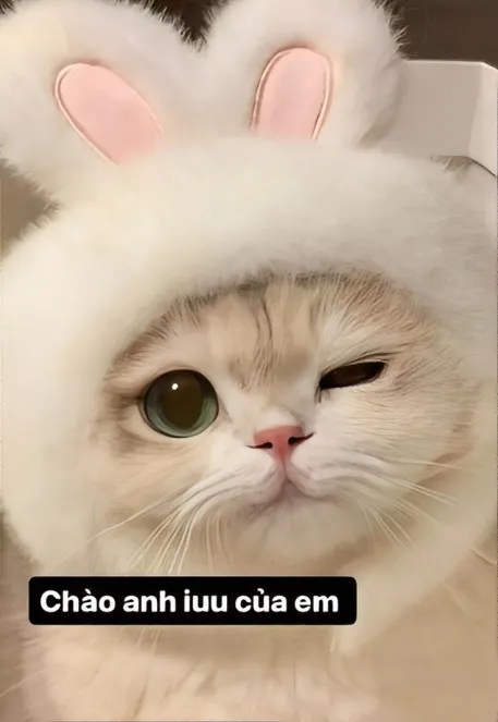 Lời chào chưa bao giờ buồn cười đến thế! Xem ngay meme xin chào hài hước