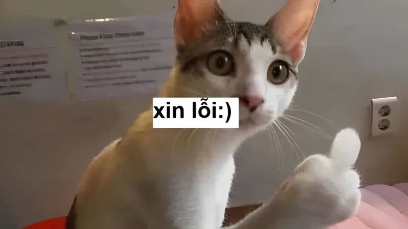 Khi cần pha trò trong lời xin lỗi, em sai rồi anh xin lỗi em đi meme là lựa chọn tuyệt vời.