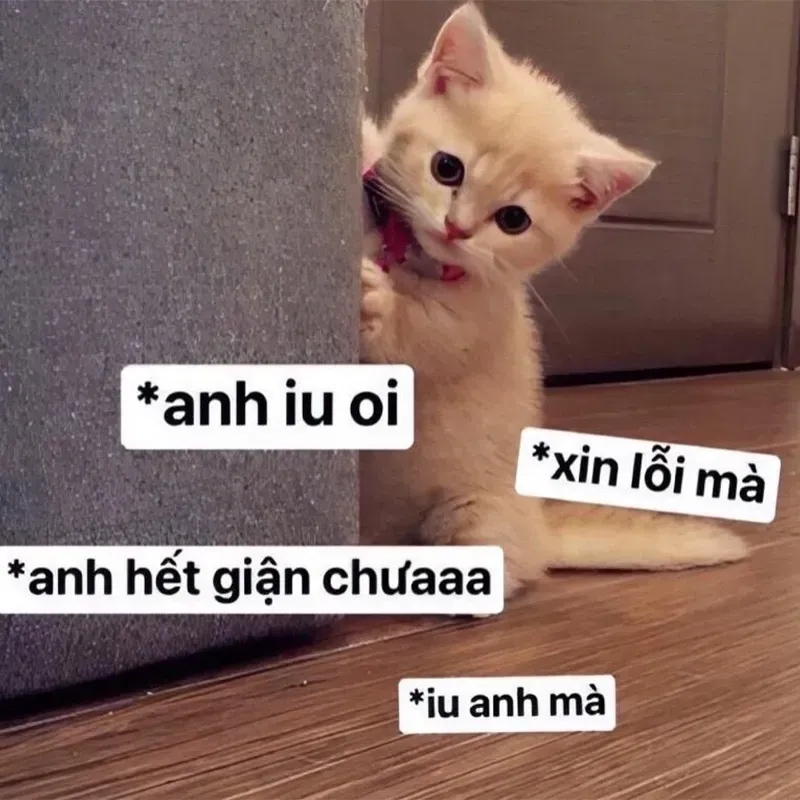 Meme xin lỗi em là cách hoàn hảo để bày tỏ hối hận và làm hòa.