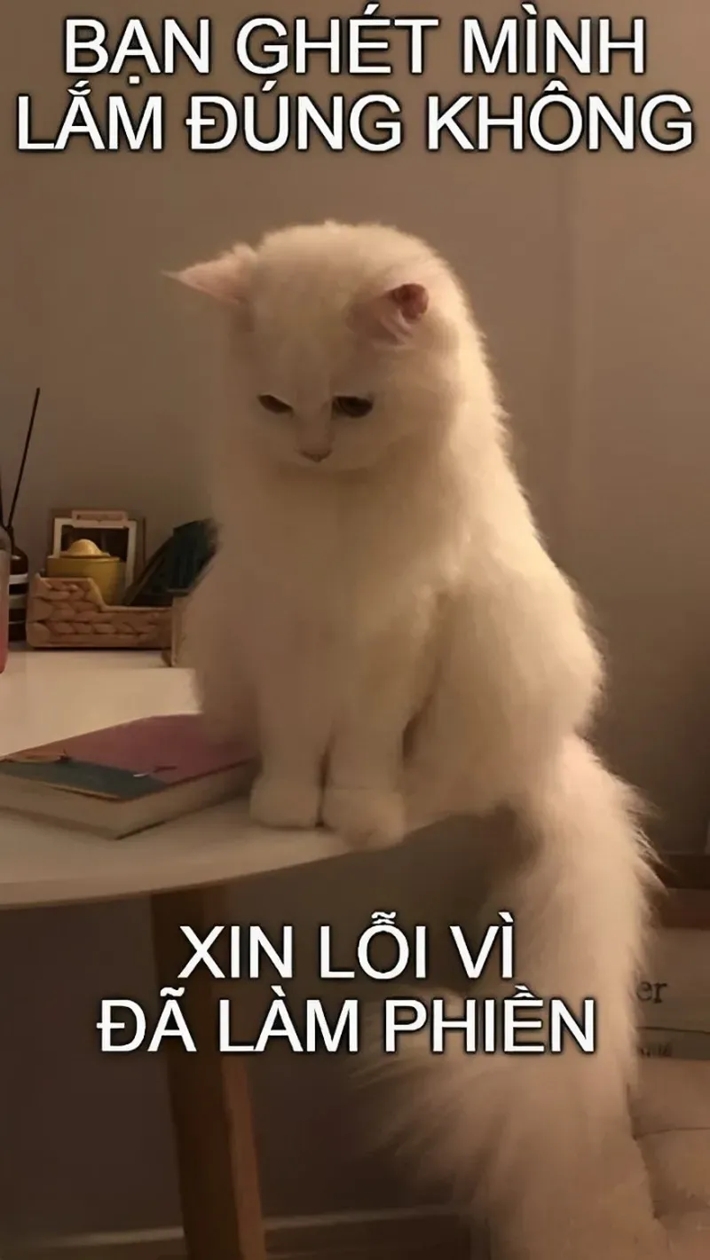 Meme em xin lỗi là cách hoàn hảo để bạn bày tỏ hối hận một cách nhẹ nhàng.