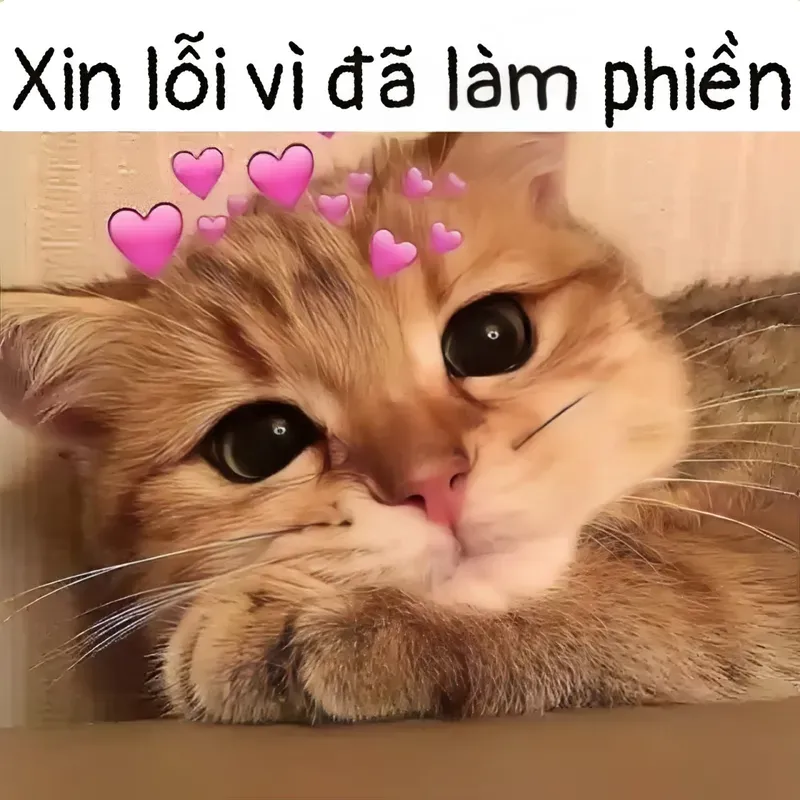 Hãy chọn xin lỗi người yêu meme để thể hiện thành ý một cách hài hước nhất.