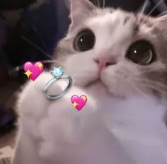 Chia sẻ meme yêu anh để thể hiện tình cảm một cách ngộ nghĩnh