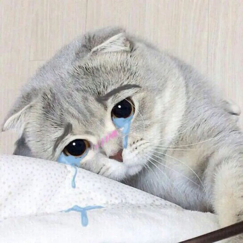 Khóc meme mèo xin lỗi lan tỏa sự dễ thương và cảm giác đồng cảm.