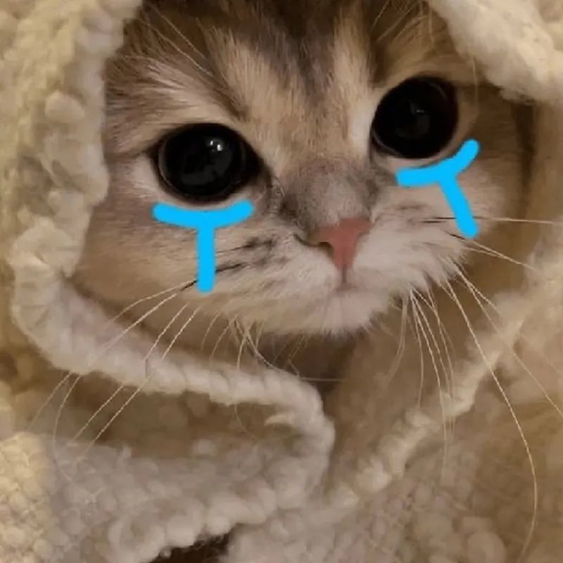 Meme mèo.khóc làm bạn bật cười bởi biểu cảm không thể lầy hơn.