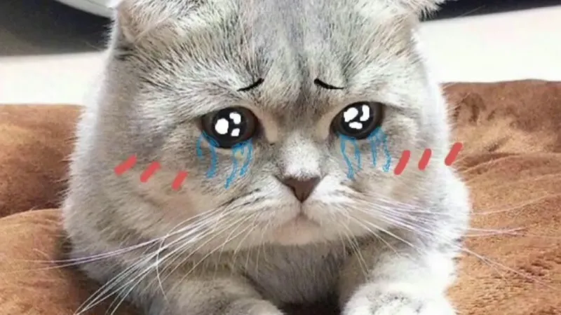 Ảnh meme con mèo khóc là lựa chọn hoàn hảo cho mọi tình huống hài hước.