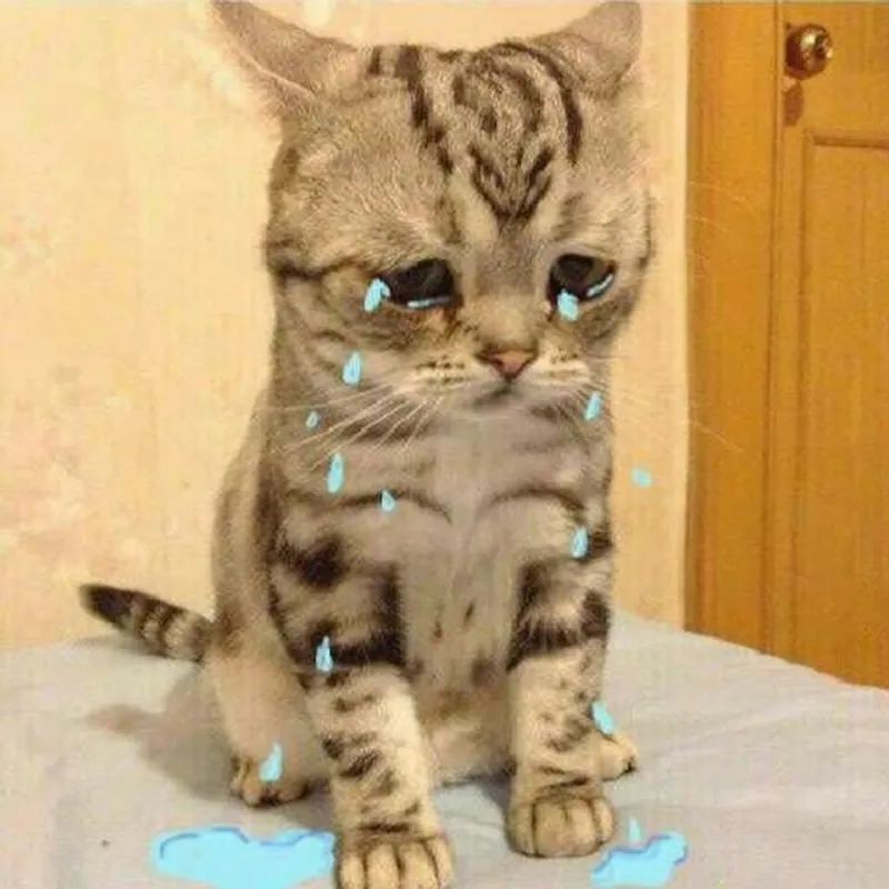 Buồn meme mèo khóc truyền tải cảm xúc pha chút lém lỉnh dễ thương.