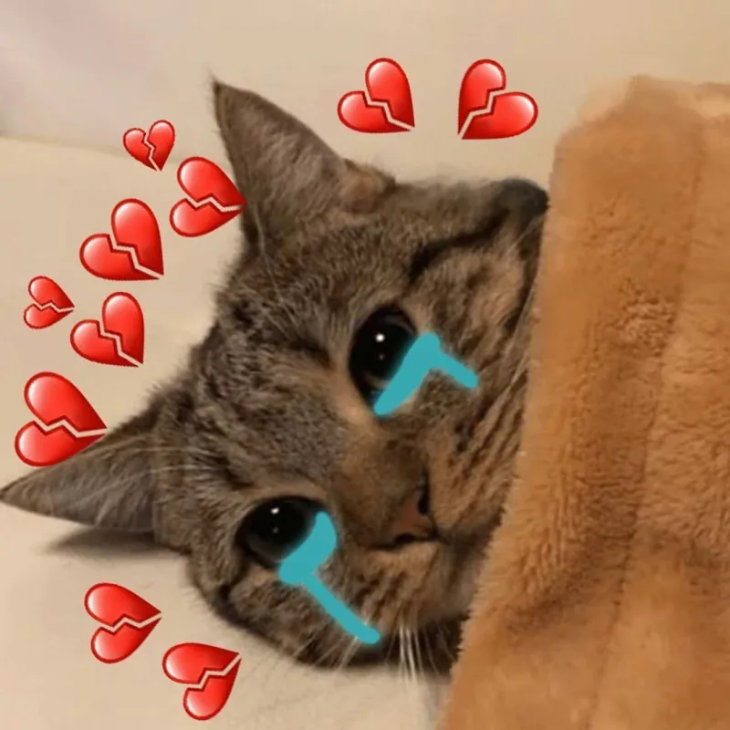 Ảnh meme avatar mèo khóc là cách tuyệt vời để tạo ấn tượng trên mạng xã hội.