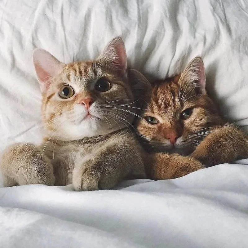 Meme chó cute này mang đến sự dễ thương khó cưỡng. Chắc chắn sẽ khiến bạn cười to.
