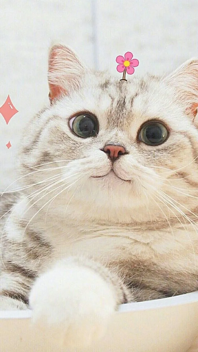 Ảnh chó cute meme luôn là lựa chọn tuyệt vời khi bạn muốn truyền tải thông điệp vui vẻ.