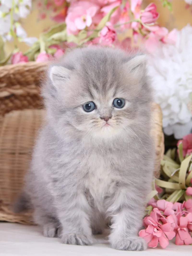 Meme chó cute này sẽ làm bạn phải yêu ngay lập tức. Khám phá ngay để thấy sự dễ thương của nó!