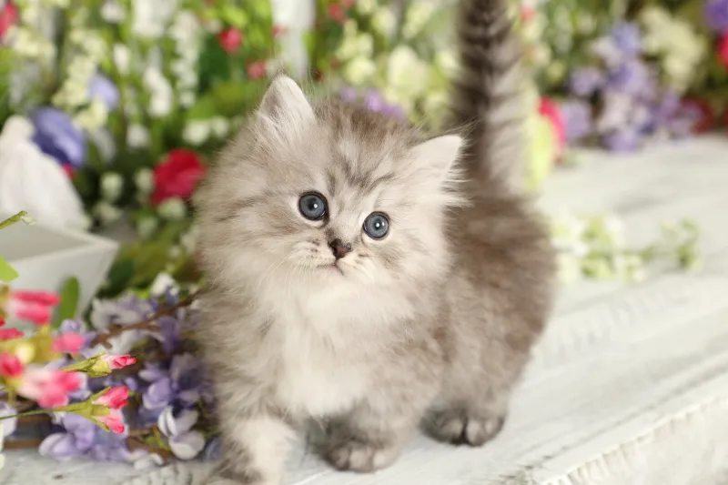 Chia sẻ ảnh chó meme cute này để làm cho bạn bè của bạn phải bật cười ngay lập tức.