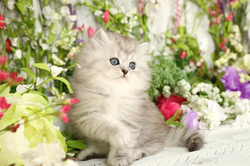 Meme chó cute hài hước này sẽ mang lại tiếng cười sảng khoái cho mọi người.