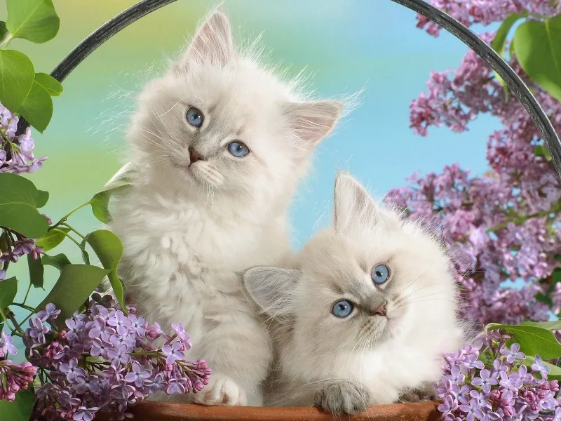 Chắc chắn bạn sẽ thích meme ok cute này, đơn giản nhưng hiệu quả trong việc tạo tiếng cười.