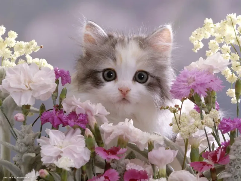 Meme xin lỗi cute này chính là lựa chọn hoàn hảo để gửi lời xin lỗi một cách dễ thương.