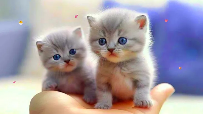 Avatar meme bựa cute này sẽ giúp bạn tạo dấu ấn đặc biệt trong mắt bạn bè.
