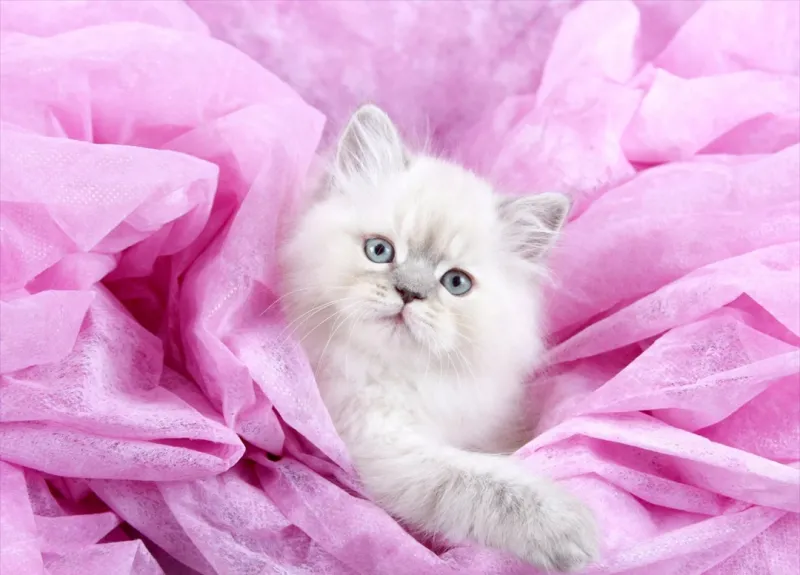 Avatar meme anime cute sẽ là điểm nhấn nổi bật trong các cuộc trò chuyện.