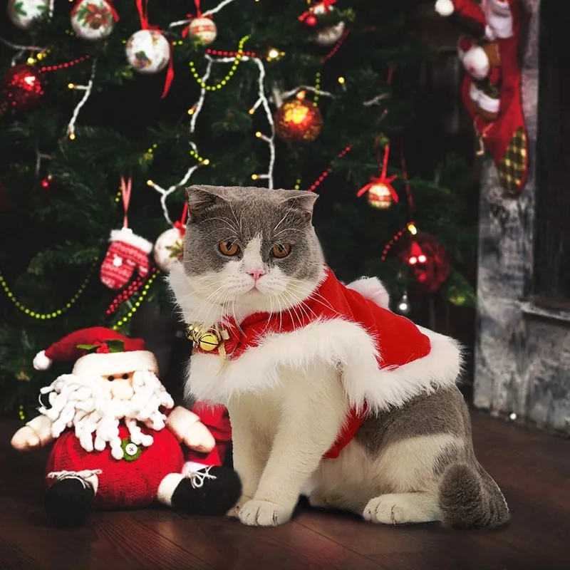 Cập nhật avatar mèo Noel meme cho trang cá nhân và lan tỏa không khí Giáng Sinh.