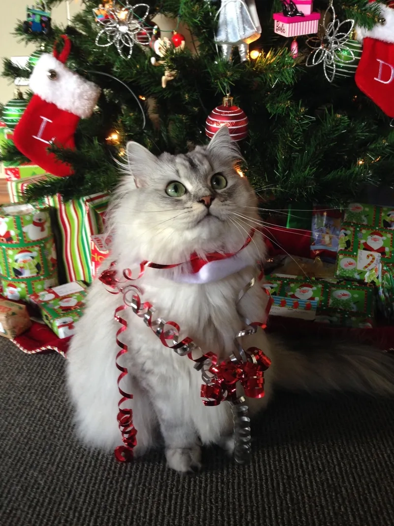 Chú mèo dễ thương trong không khí Noel, mang lại nụ cười và sự ấm áp cho mùa lễ hội!