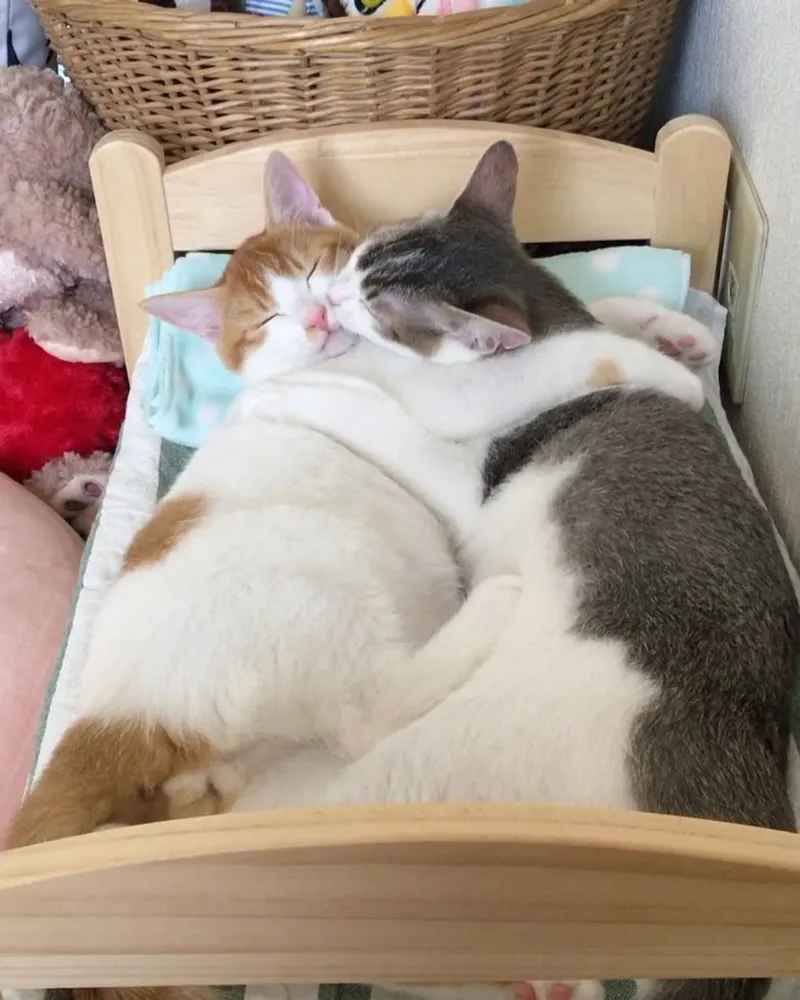 Mèo tôm meme mang lại sự vui nhộn và ngạc nhiên, tạo nên những phút giây giải trí thú vị.