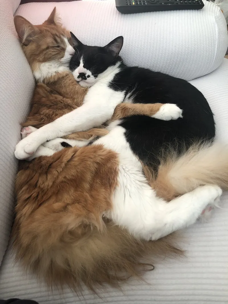 Con mèo ôm đầu meme tạo cảm giác thư giãn, khiến người xem cảm thấy yêu đời.