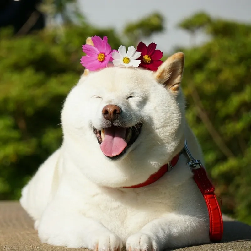 Cảm nhận sự ngộ nghĩnh từ vô tri mèo meme ngay bây giờ!