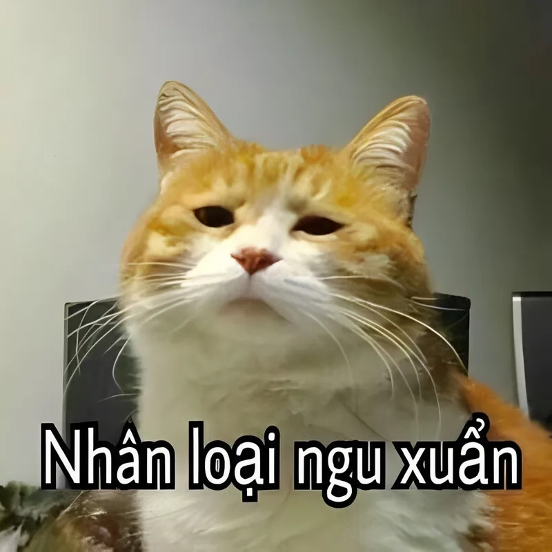Meme mèo mặt ngu đáng yêu nhưng không kém phần hài hước 