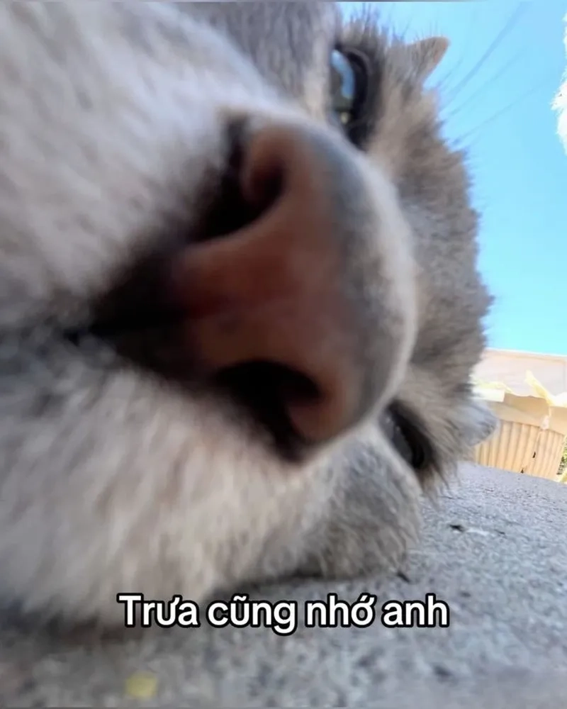 Chia sẻ meme mày nhớ mặt tao để thể hiện sự ngớ ngẩn và hài hước.