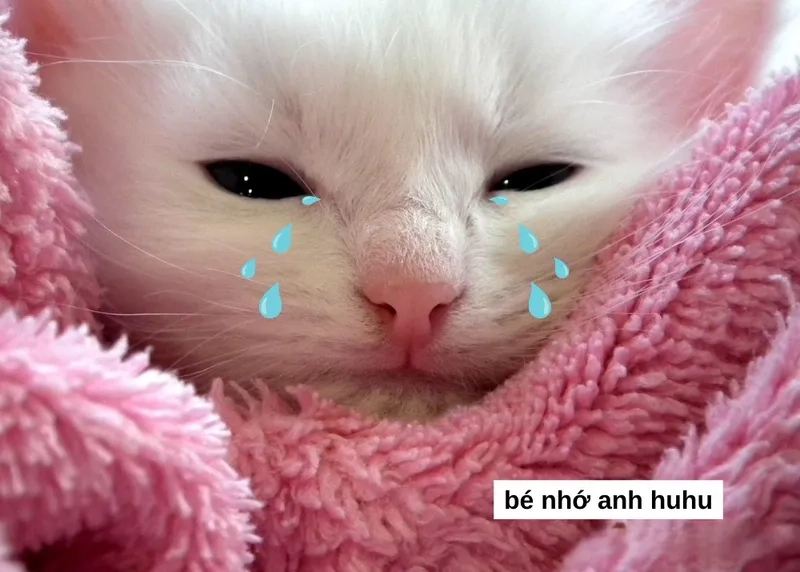 Bánh mì trí nhớ meme mang đến sự giải trí và thư giãn cho người xem.
