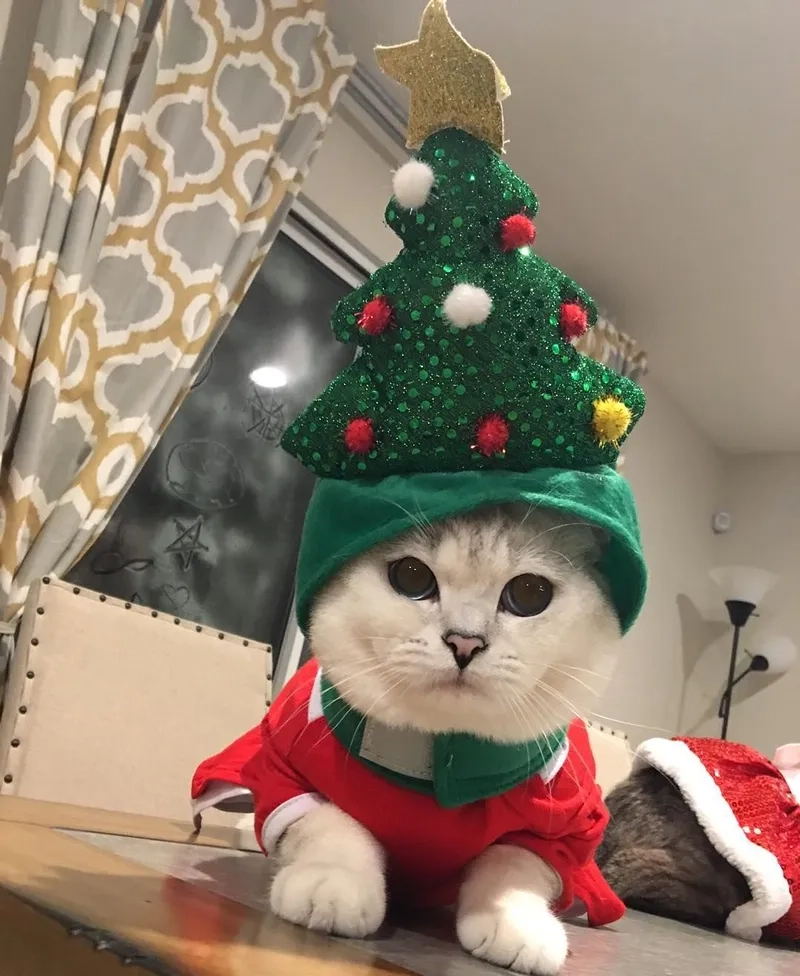 Meme ảnh mèo bựa cực kỳ hài hước sẽ khiến bạn phải chia sẻ ngay lập tức.