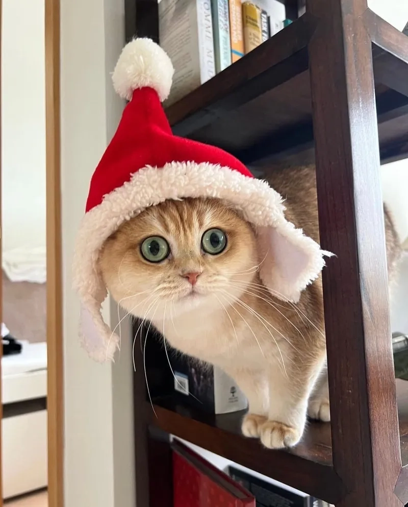 Meme mèo khóc cute sẽ khiến bạn cảm thấy dễ chịu và ấm lòng trong mùa Giáng Sinh.